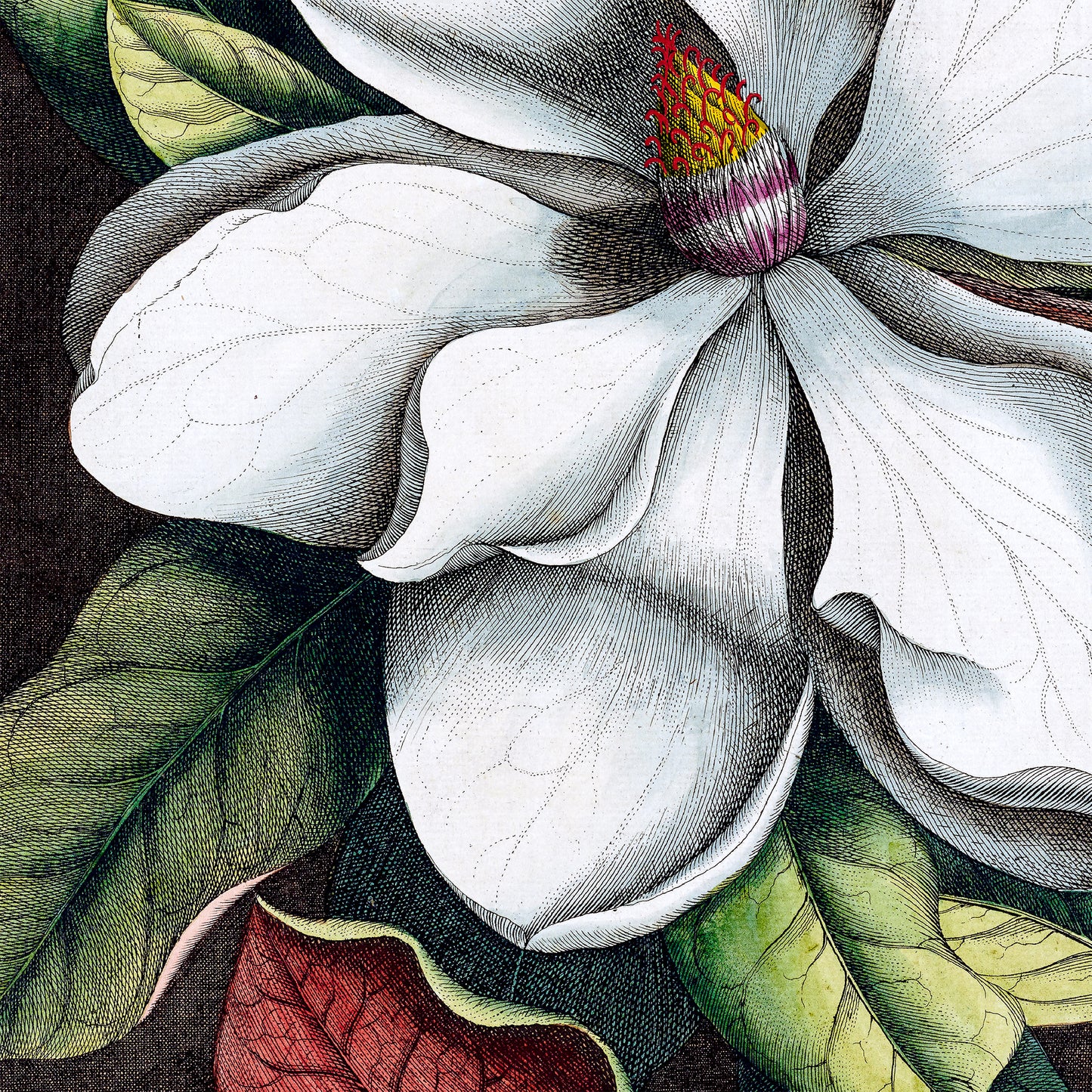 MARK CATESBY - Magnolia Altissima