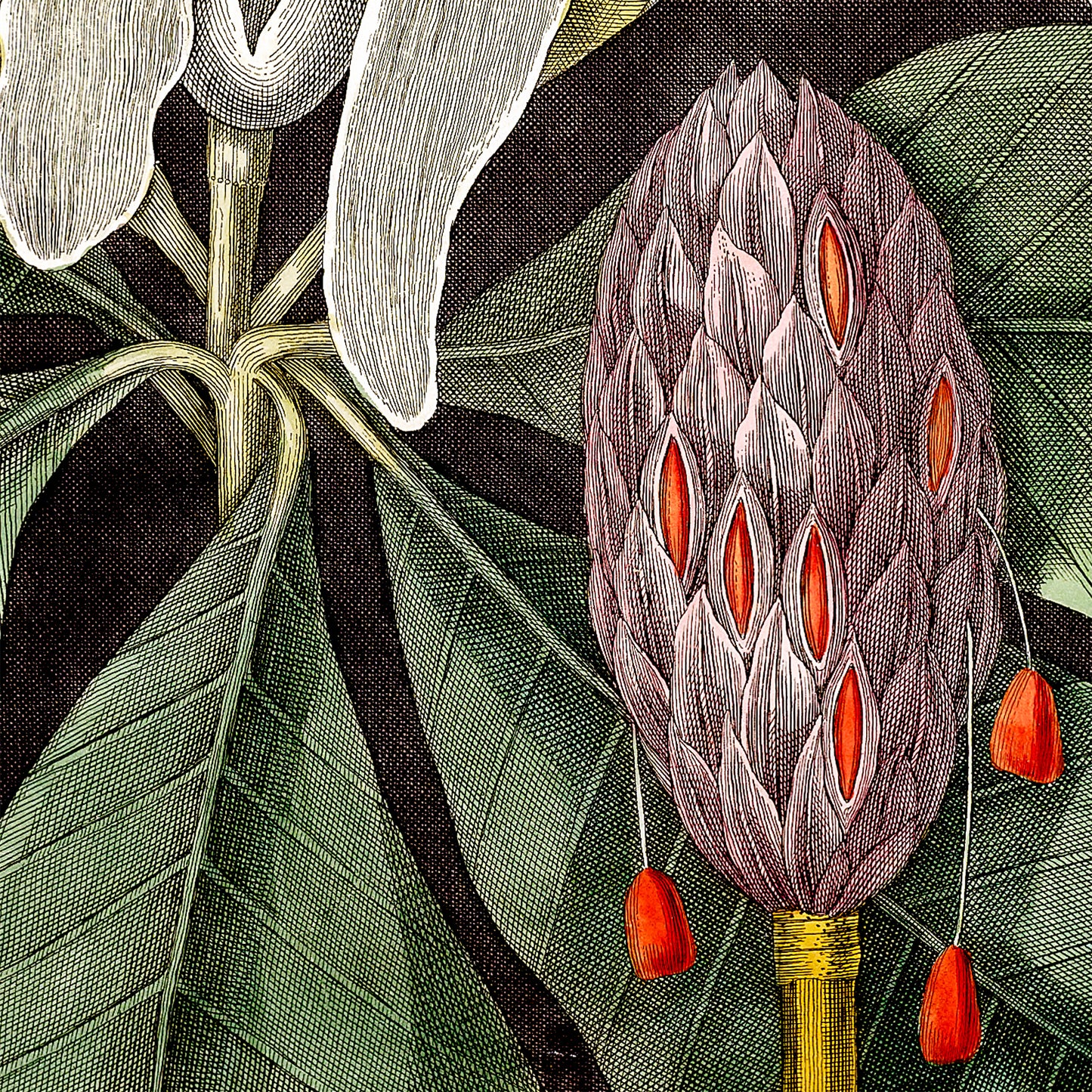 MARK CATESBY - The Umbrella Tree