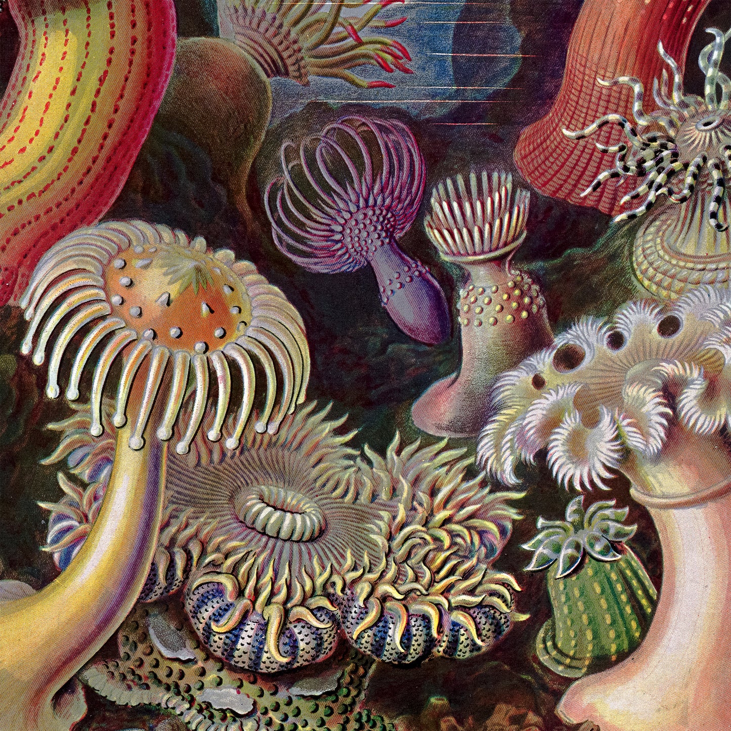 ERNST HAECKEL - Actiniae