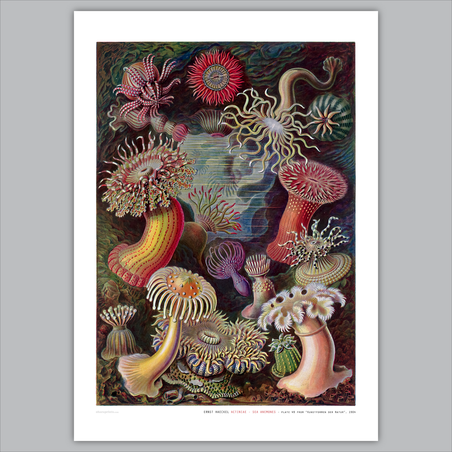 ERNST HAECKEL - Actiniae