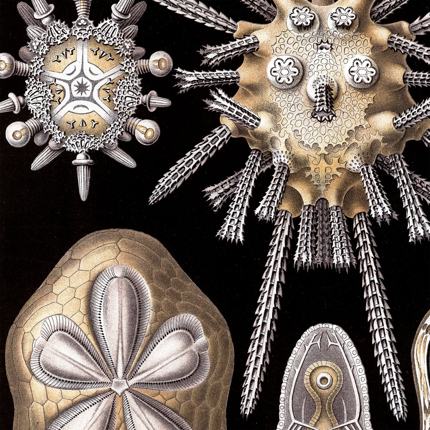 ERNST HAECKEL - Echinidea