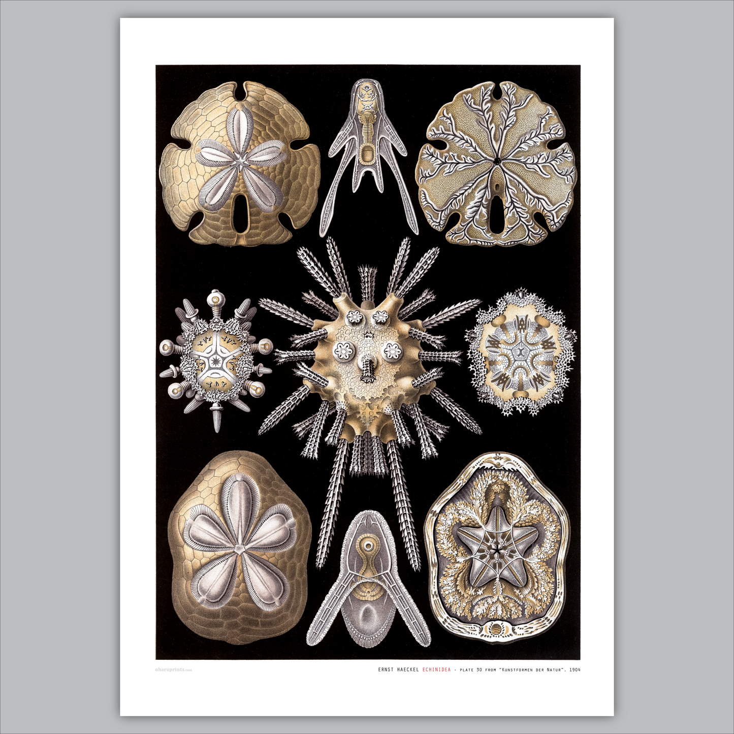 ERNST HAECKEL - Echinidea