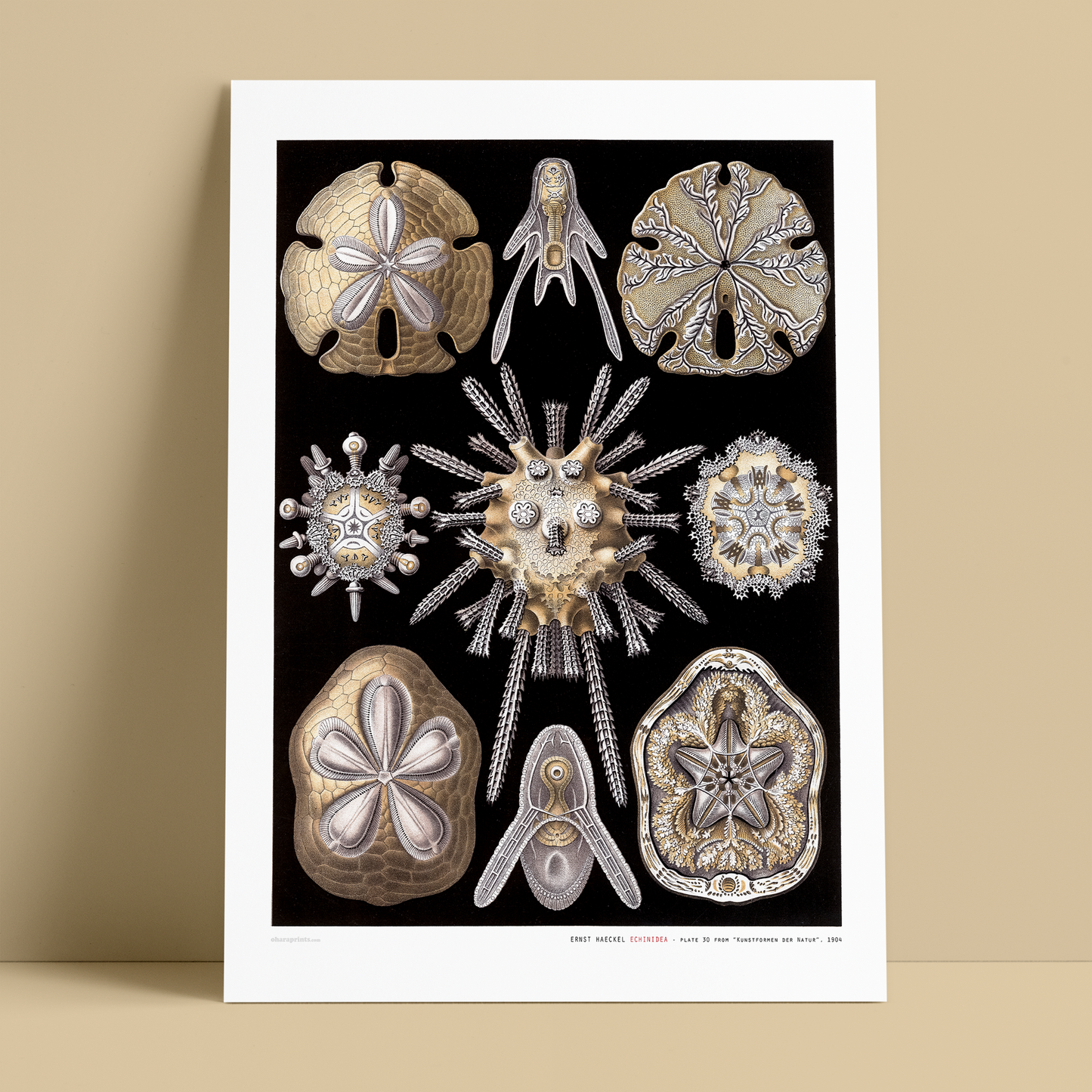 ERNST HAECKEL - Echinidea