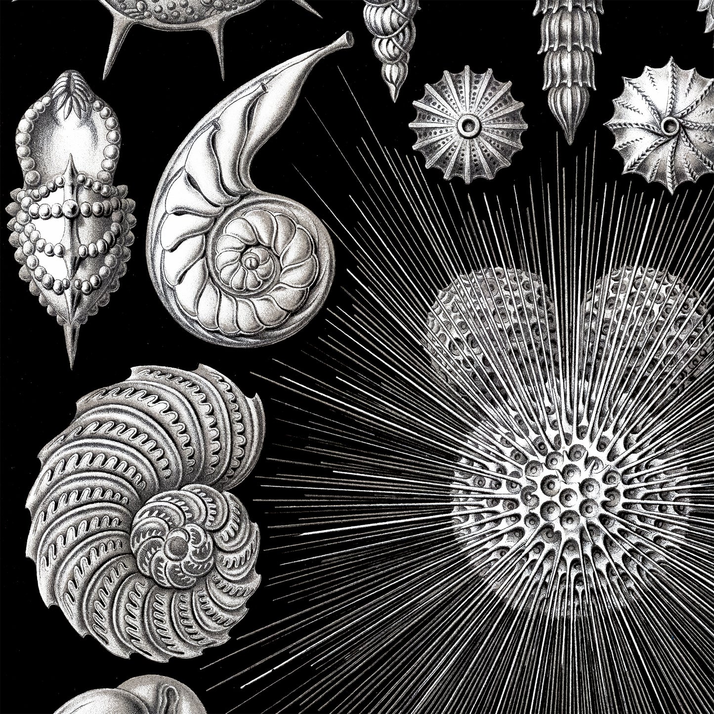 ERNST HAECKEL - Thalamophora