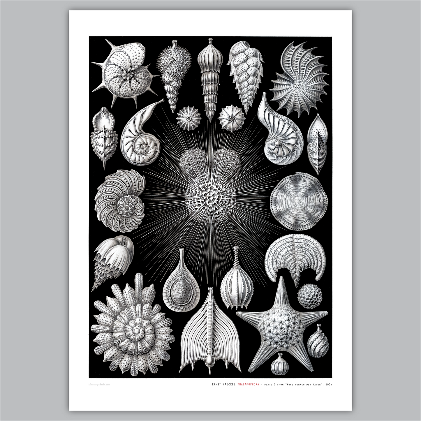 ERNST HAECKEL - Thalamophora