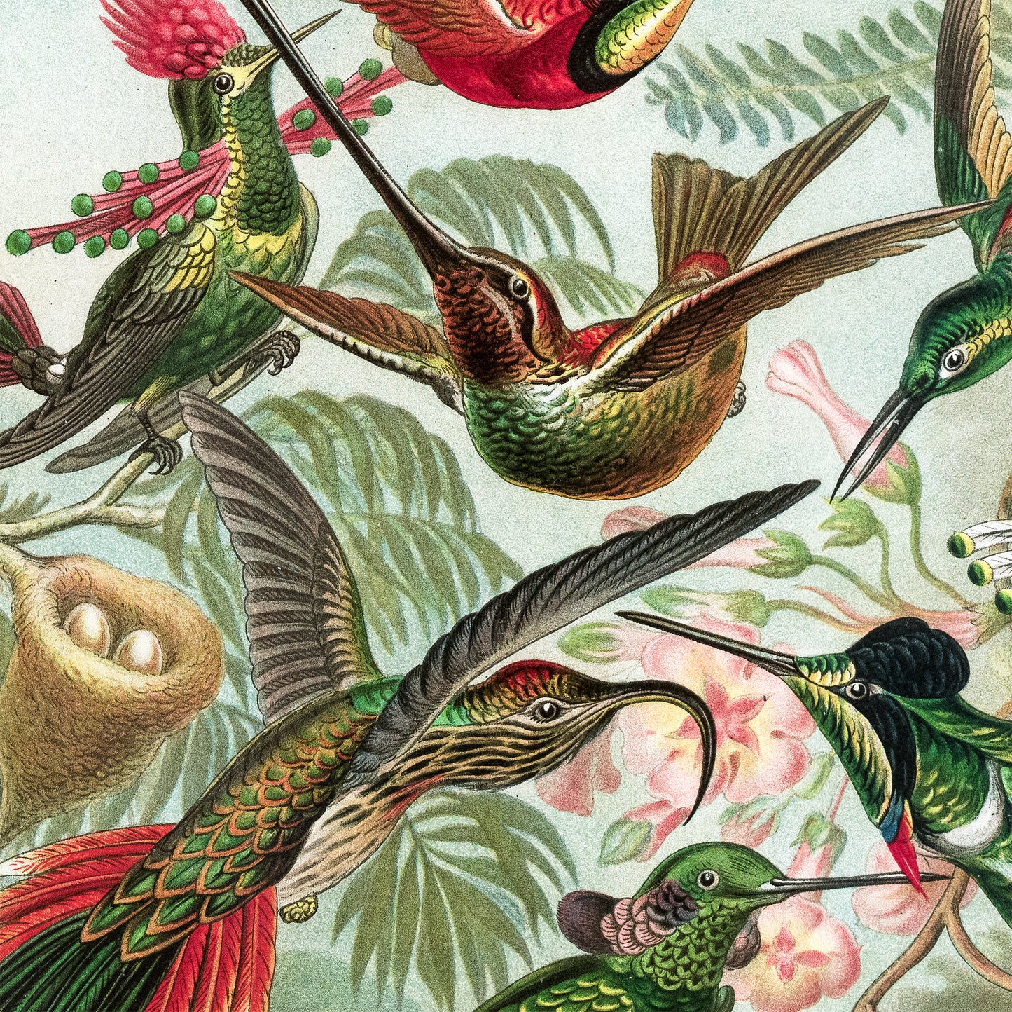 ERNST HAECKEL - Trochilidae Kolibris