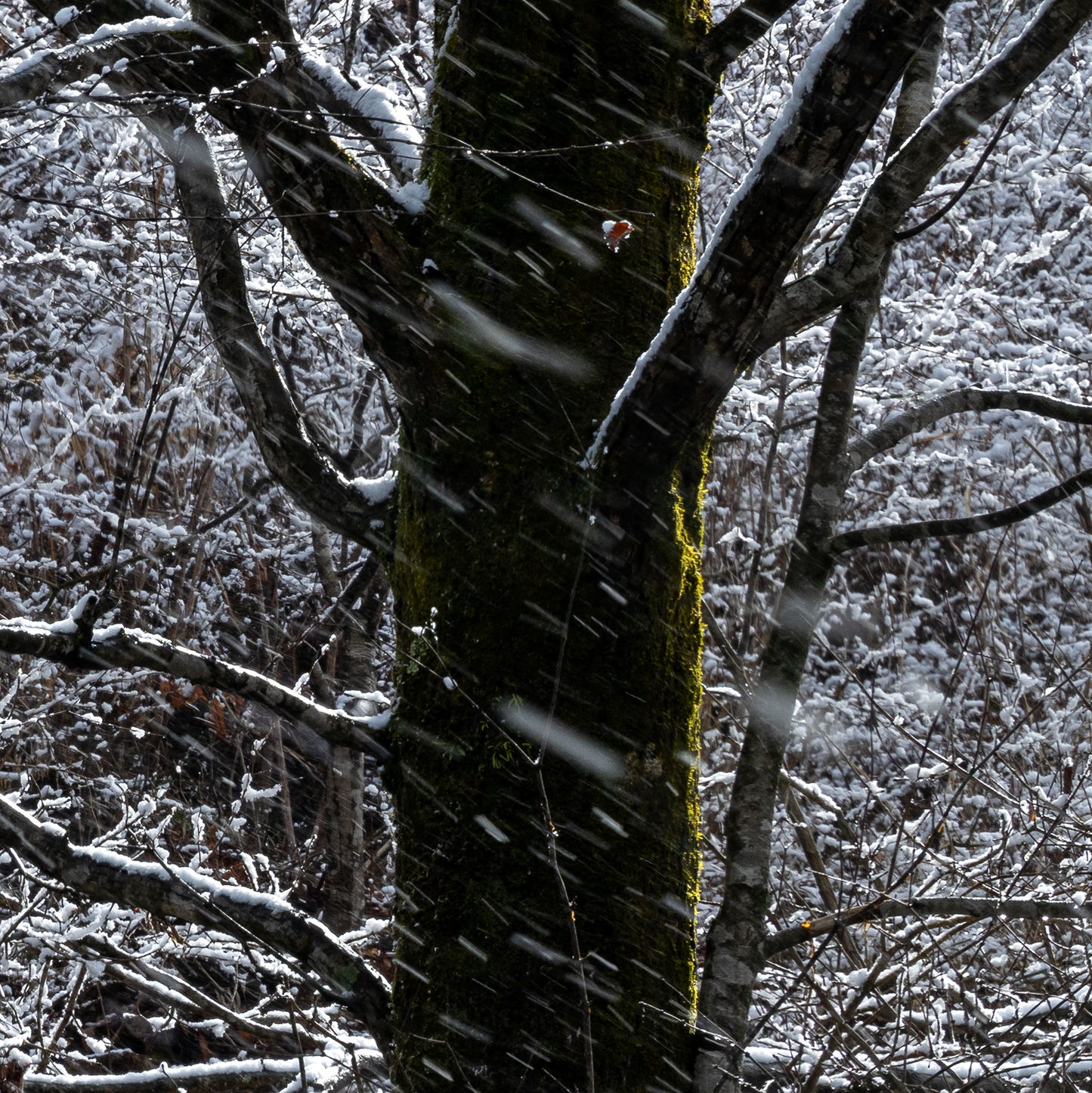 BEN OHARA - Gifu Snow Forest